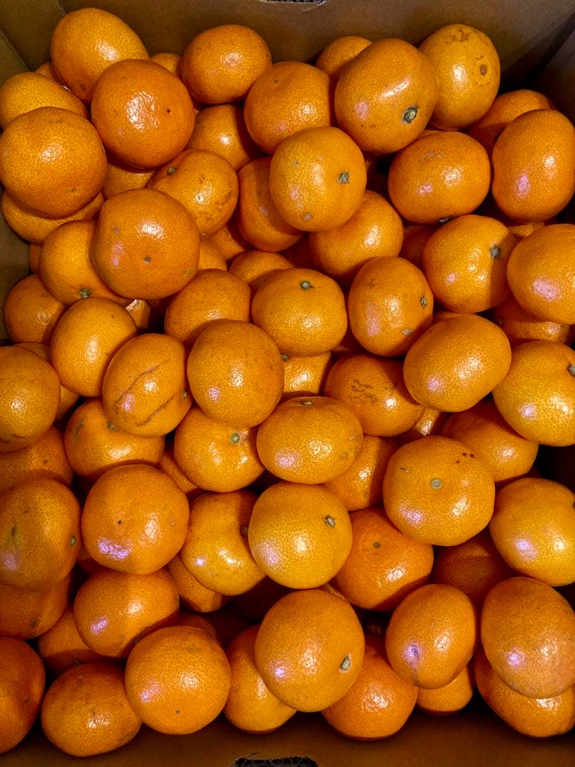 ③温州みかん 樹熟大坊みかん 優品(家庭用傷あり)2Sサイズ10kg