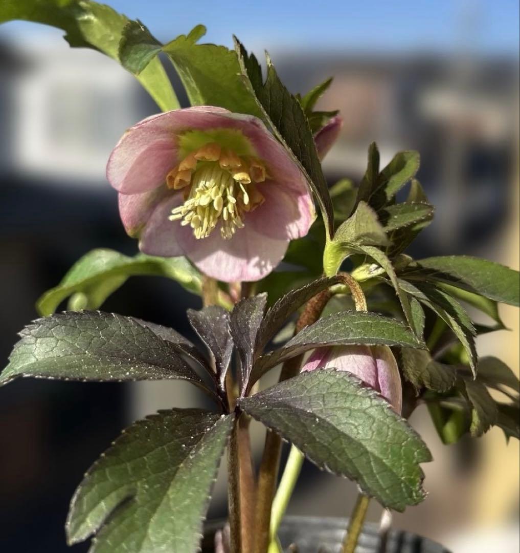 ポーセリンhyb. 大木ナーサリー　クリスマスローズ　タグ付き　現品　開花株