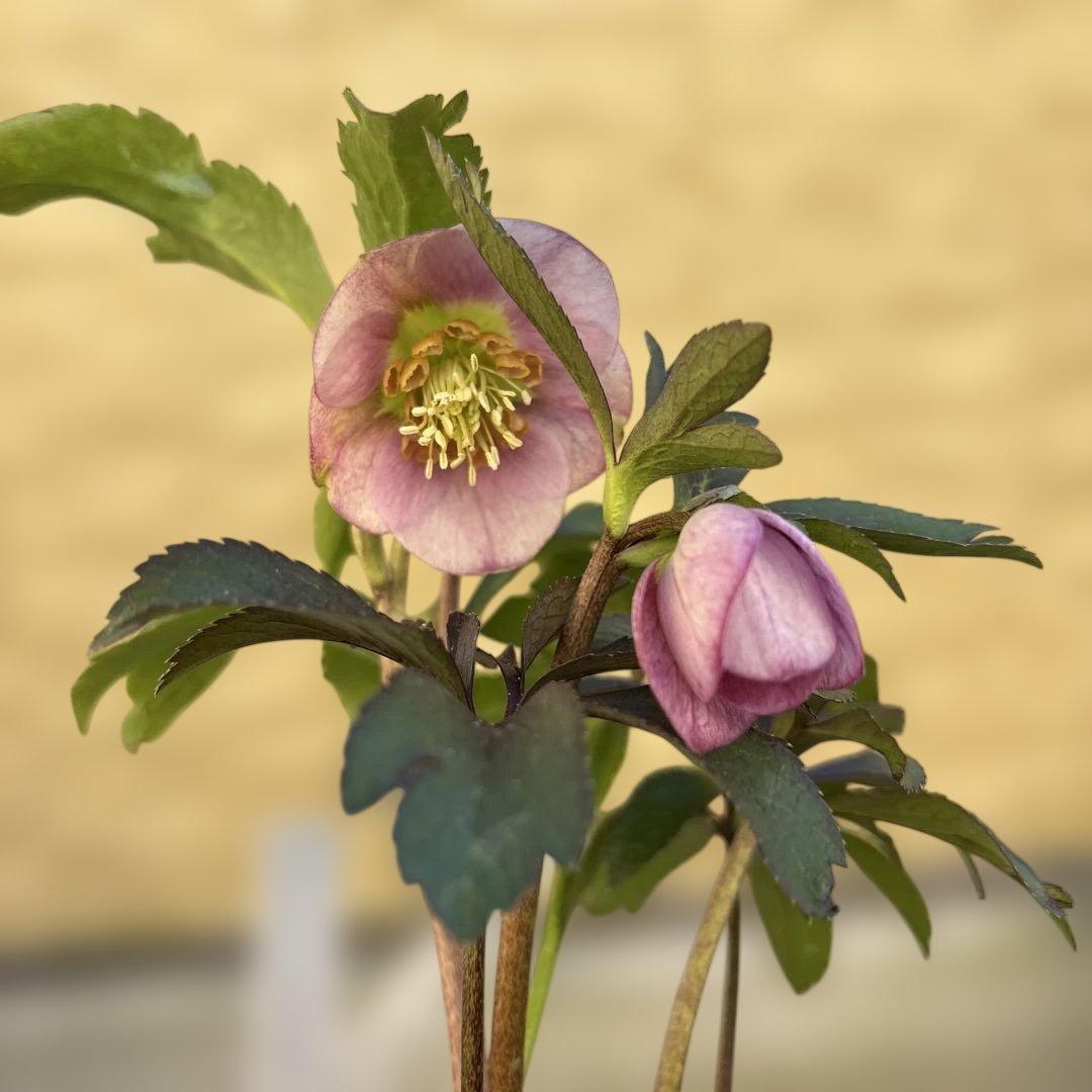 ポーセリンhyb. 大木ナーサリー　クリスマスローズ　タグ付き　現品　開花株