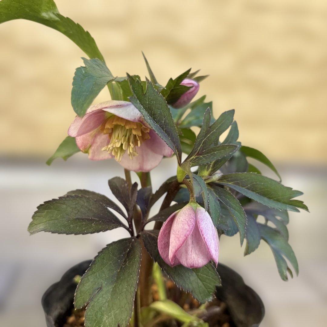 ポーセリンhyb. 大木ナーサリー　クリスマスローズ　タグ付き　現品　開花株