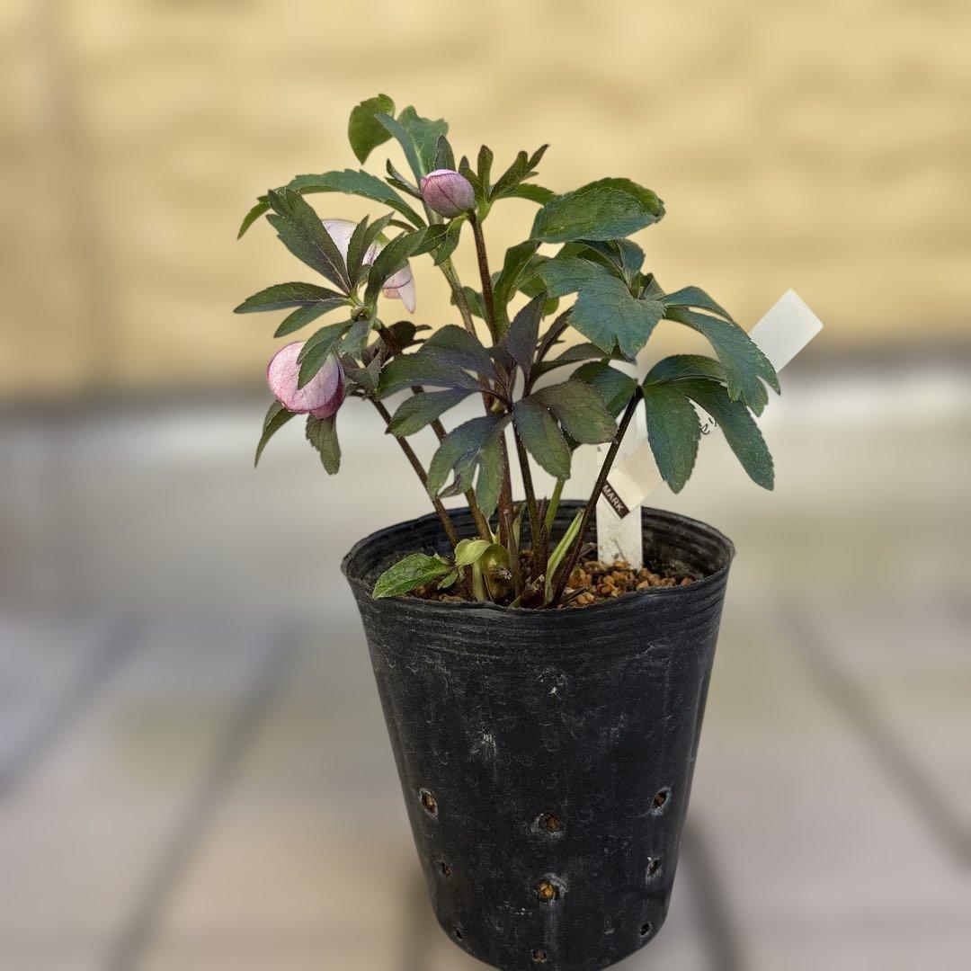 ポーセリンhyb. 大木ナーサリー　クリスマスローズ　タグ付き　現品　開花株