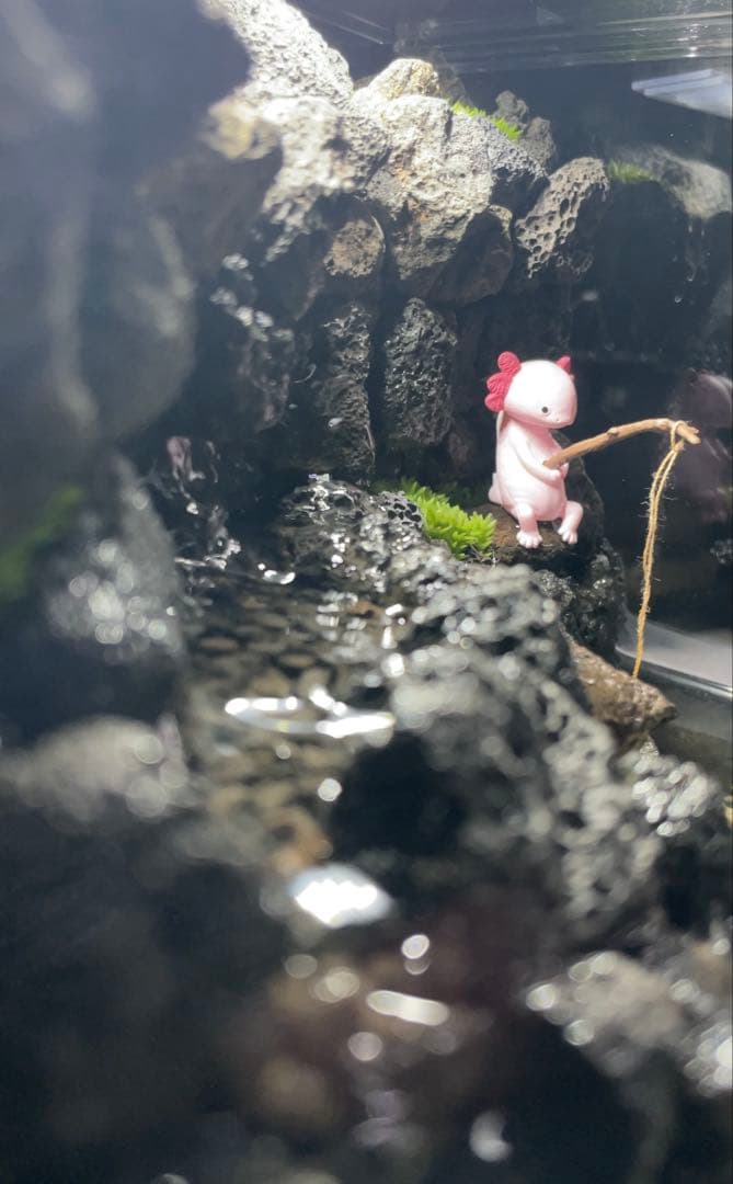 アクアテラリウム　　溶岩石　No.3　※傷あり特価※