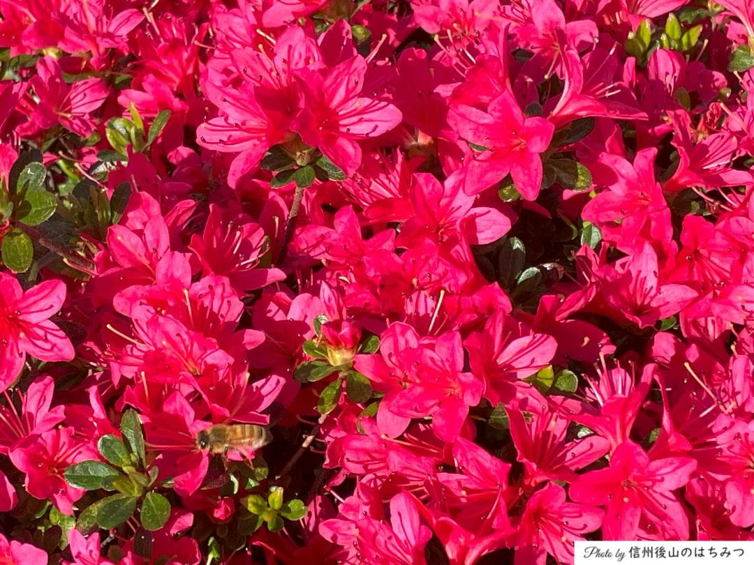 【koperu】百花蜜 1000g 4本 長野県産 国産蜂蜜 西洋蜜蜂