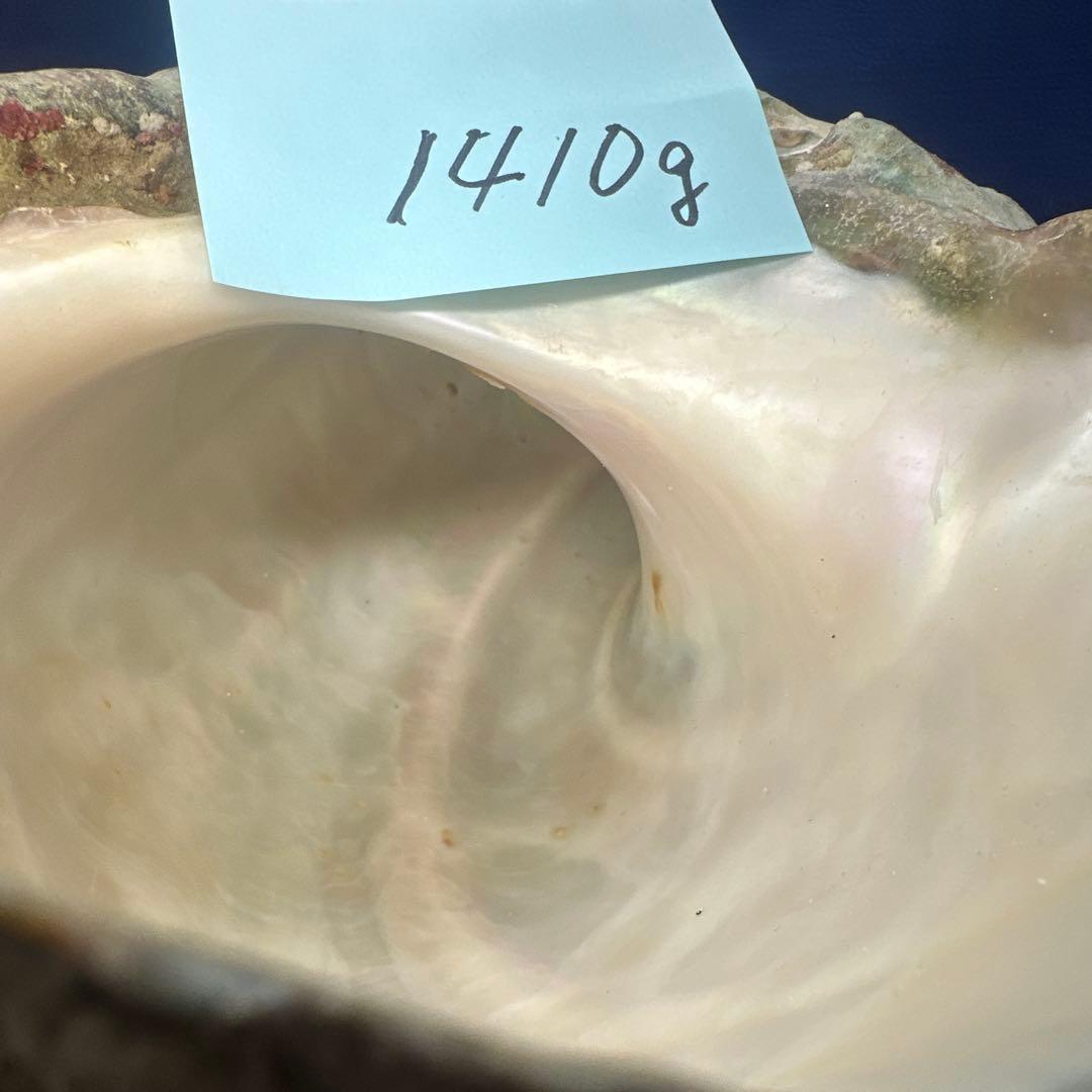 夜光貝　ヤコウ貝　まとめ売り　15個 約16、5kg アクセサリー　ルアー