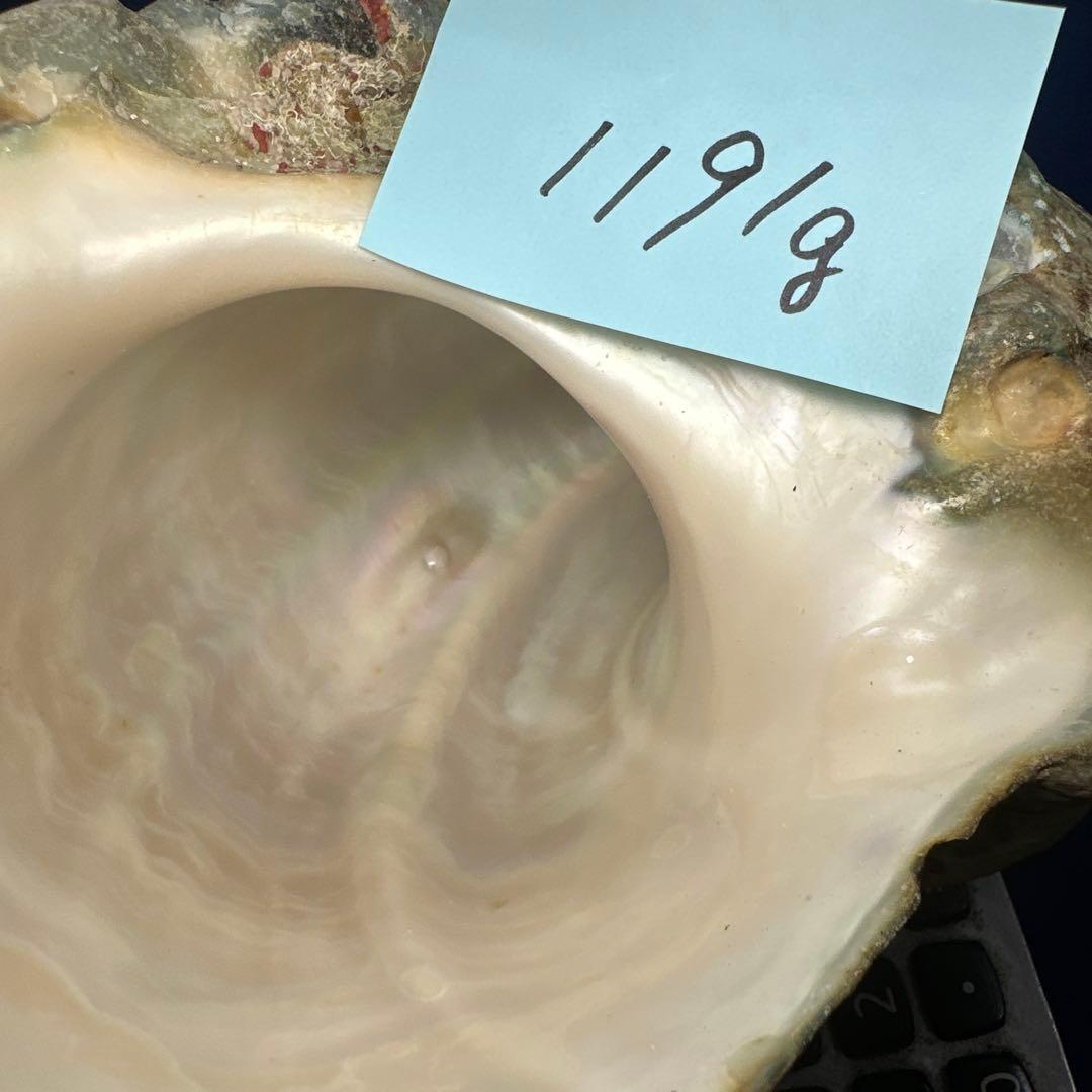 夜光貝　ヤコウ貝　まとめ売り　15個 約16、5kg アクセサリー　ルアー