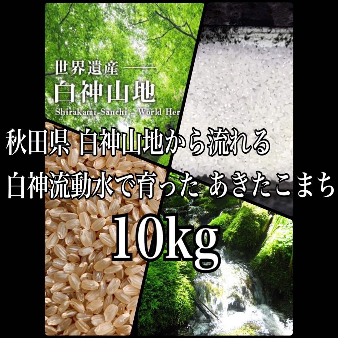 農家直送 令和７年産 秋田県産あきたこまち 特別栽培米【白希】１０kg