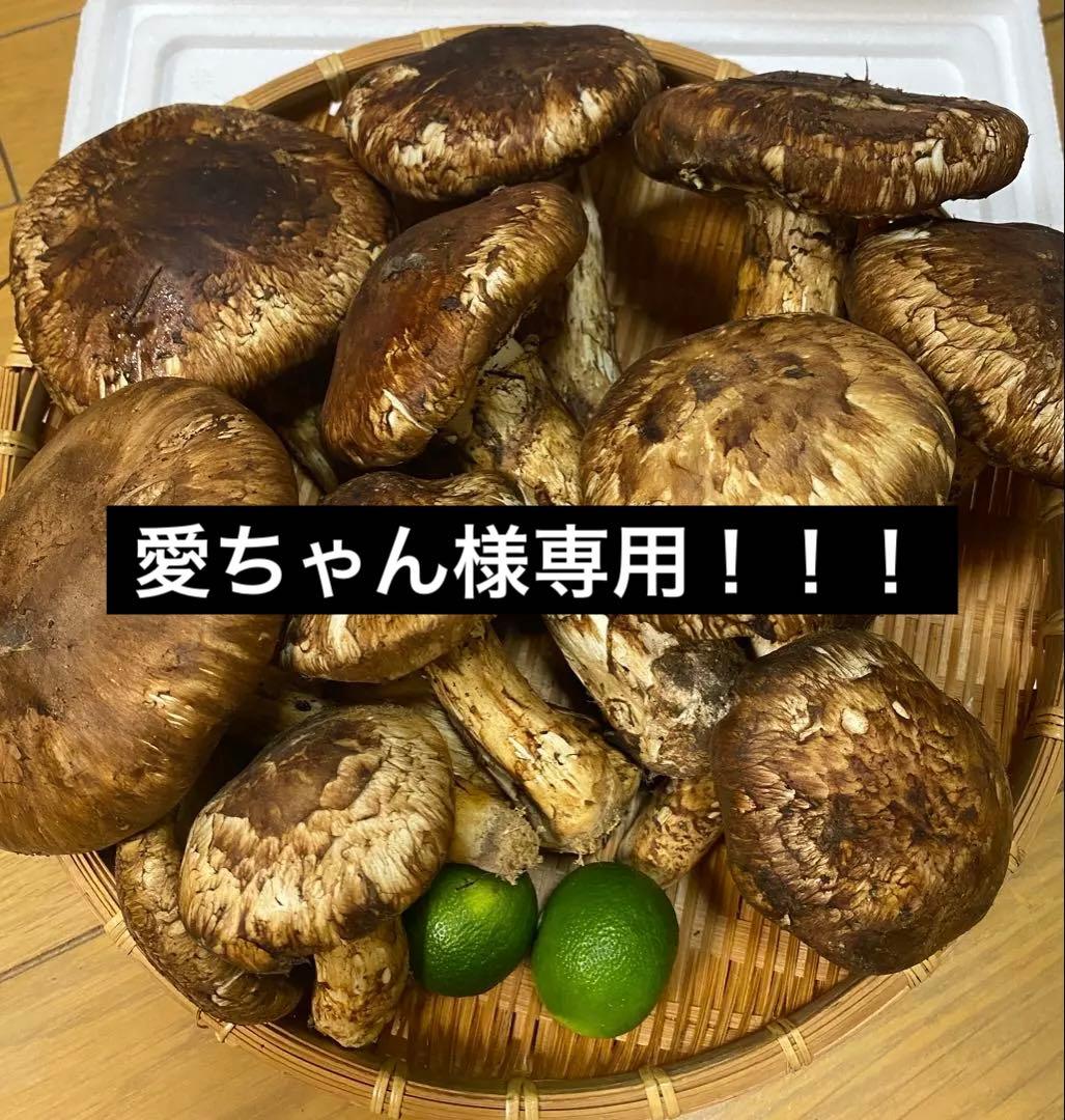 中国産 松茸 約2kg まつたけ マツタケ