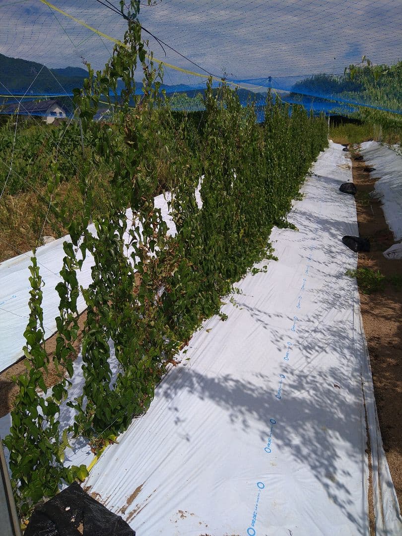 信州産　自然薯4キロ