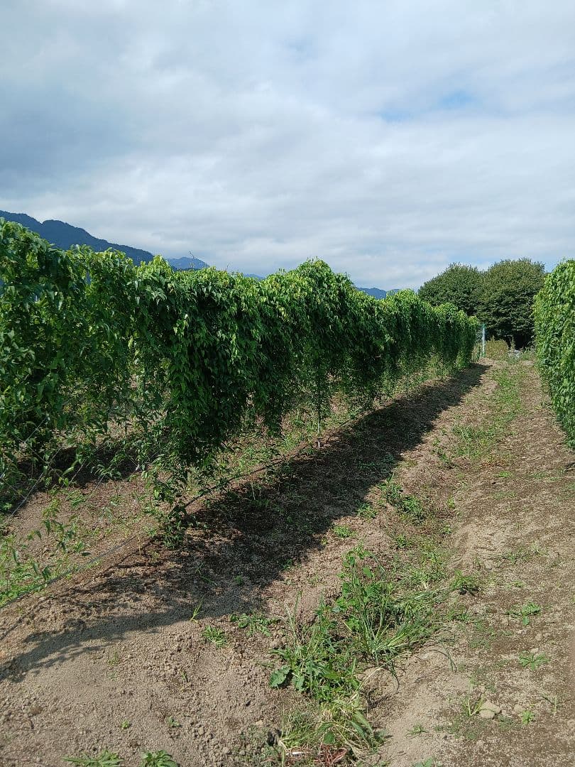 信州産　自然薯4キロ