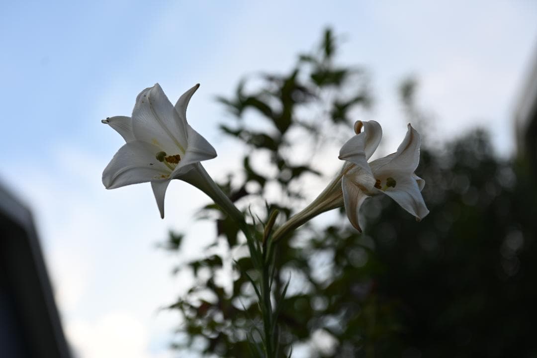 レンズ(ズーム) Nikon AF-S N NIKKOR 24-70mm F2.8G ED