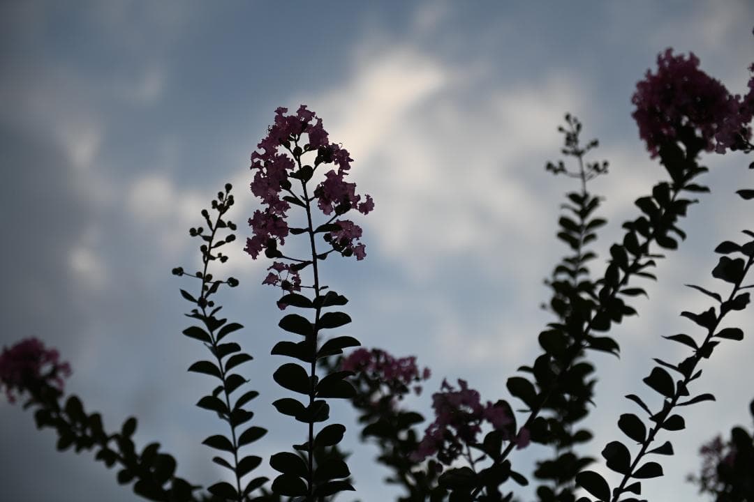 レンズ(ズーム) Nikon AF-S N NIKKOR 24-70mm F2.8G ED