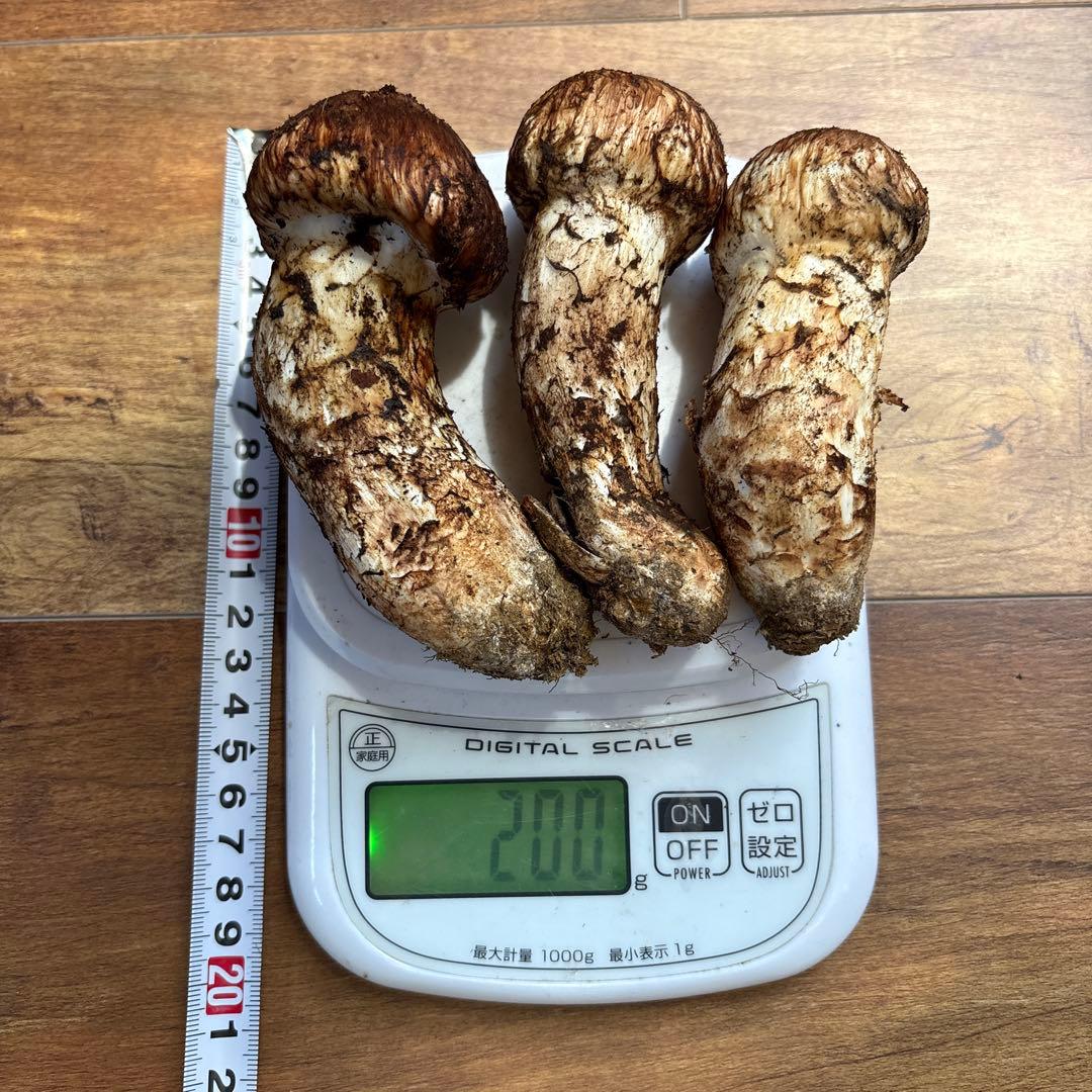 長野県南信州産‼️松茸 大小　3本セット 200g 10/28朝採れ