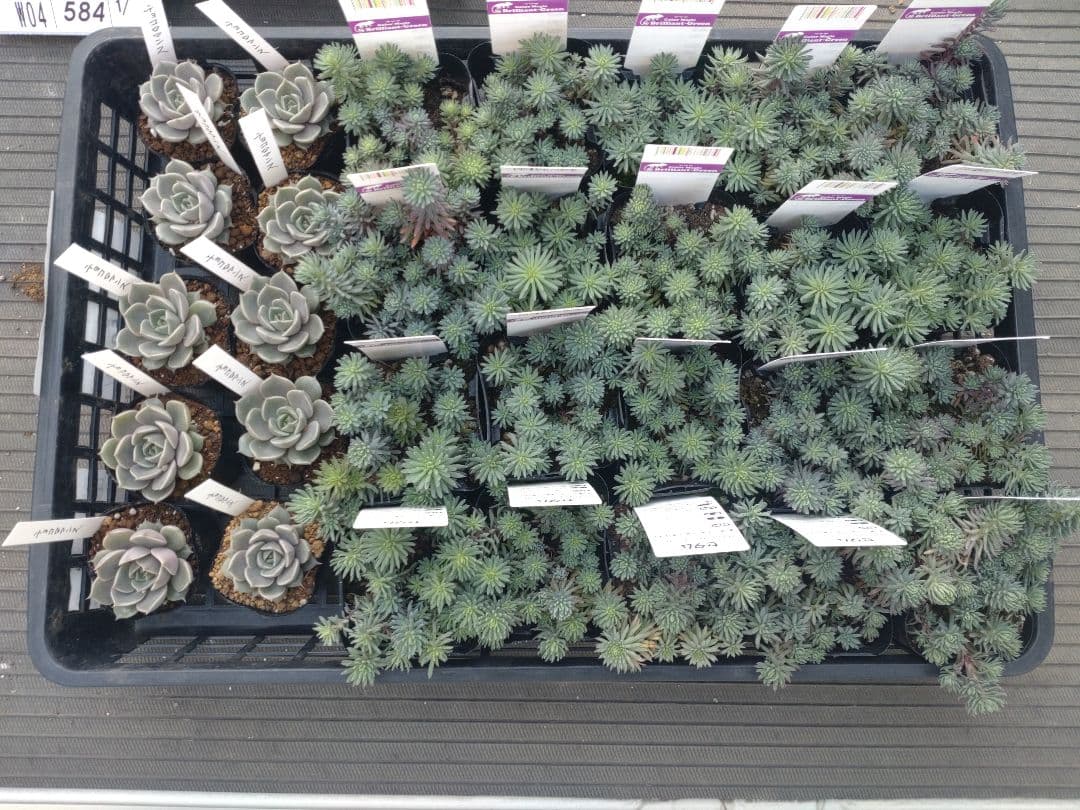 彩之助さん専用