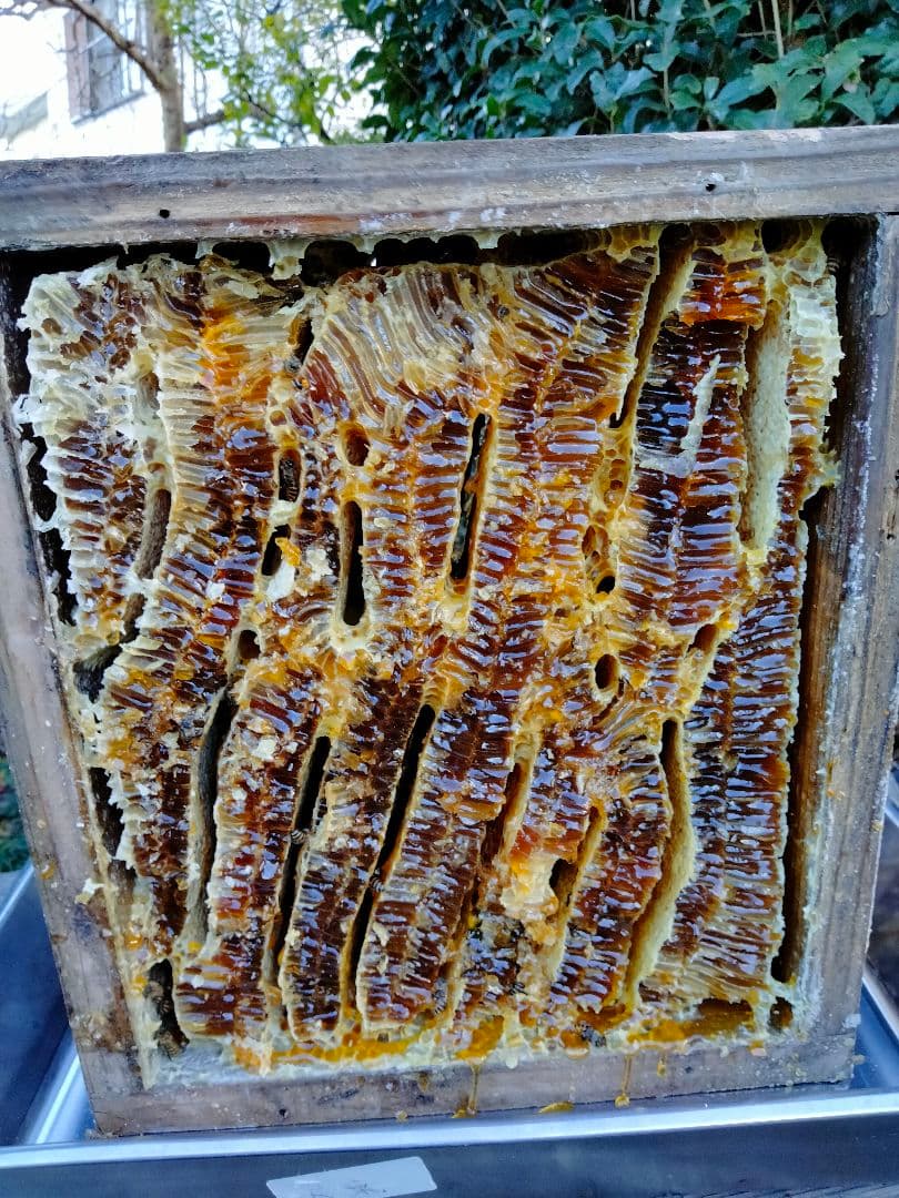 日本蜜蜂　百花蜜　600g×2　天然非加熱　　　ハチミツ