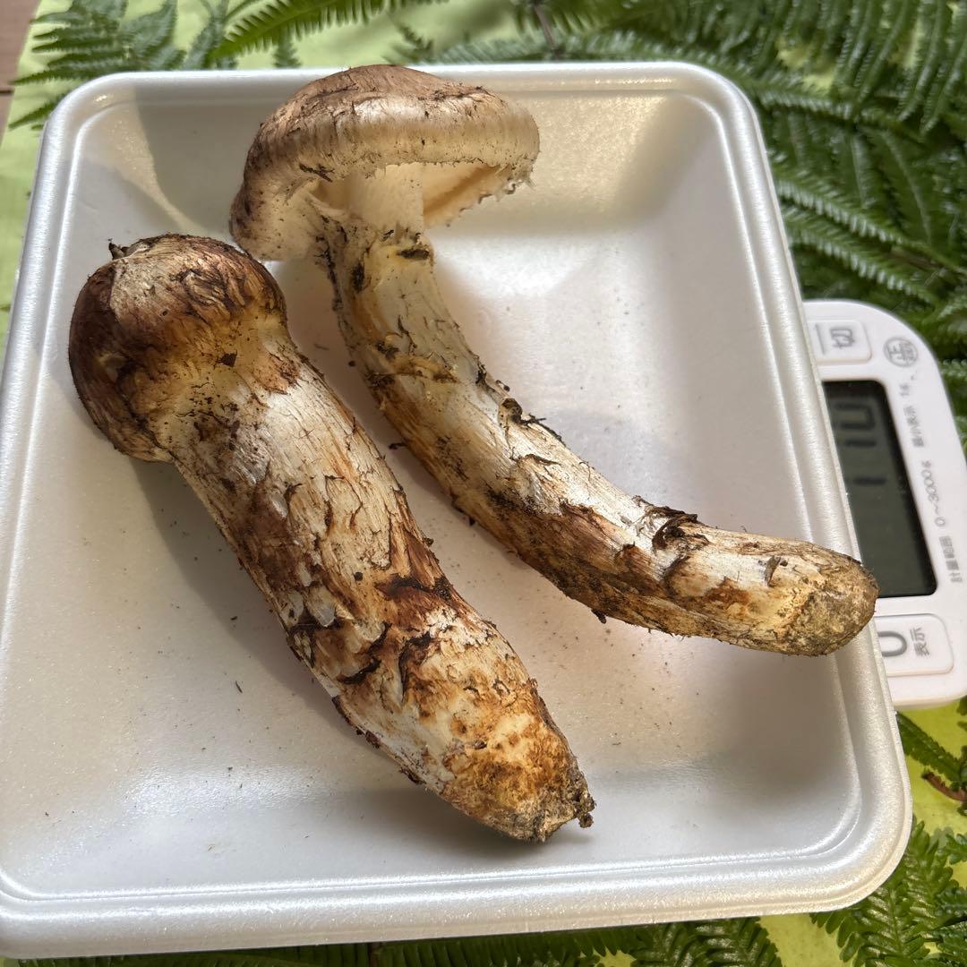広島県産 松茸2本（170g）④