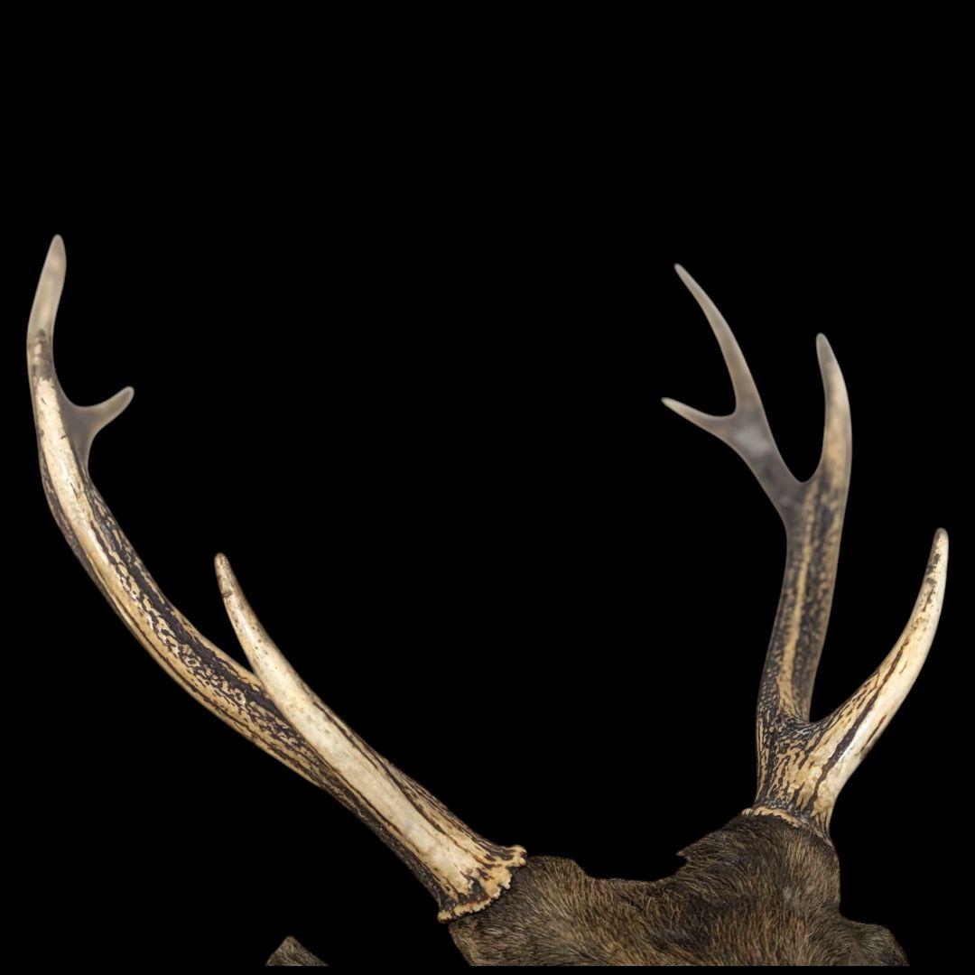 【希少・特大】オス鹿 剥製 ハンティングトロフィー 壁掛け装飾