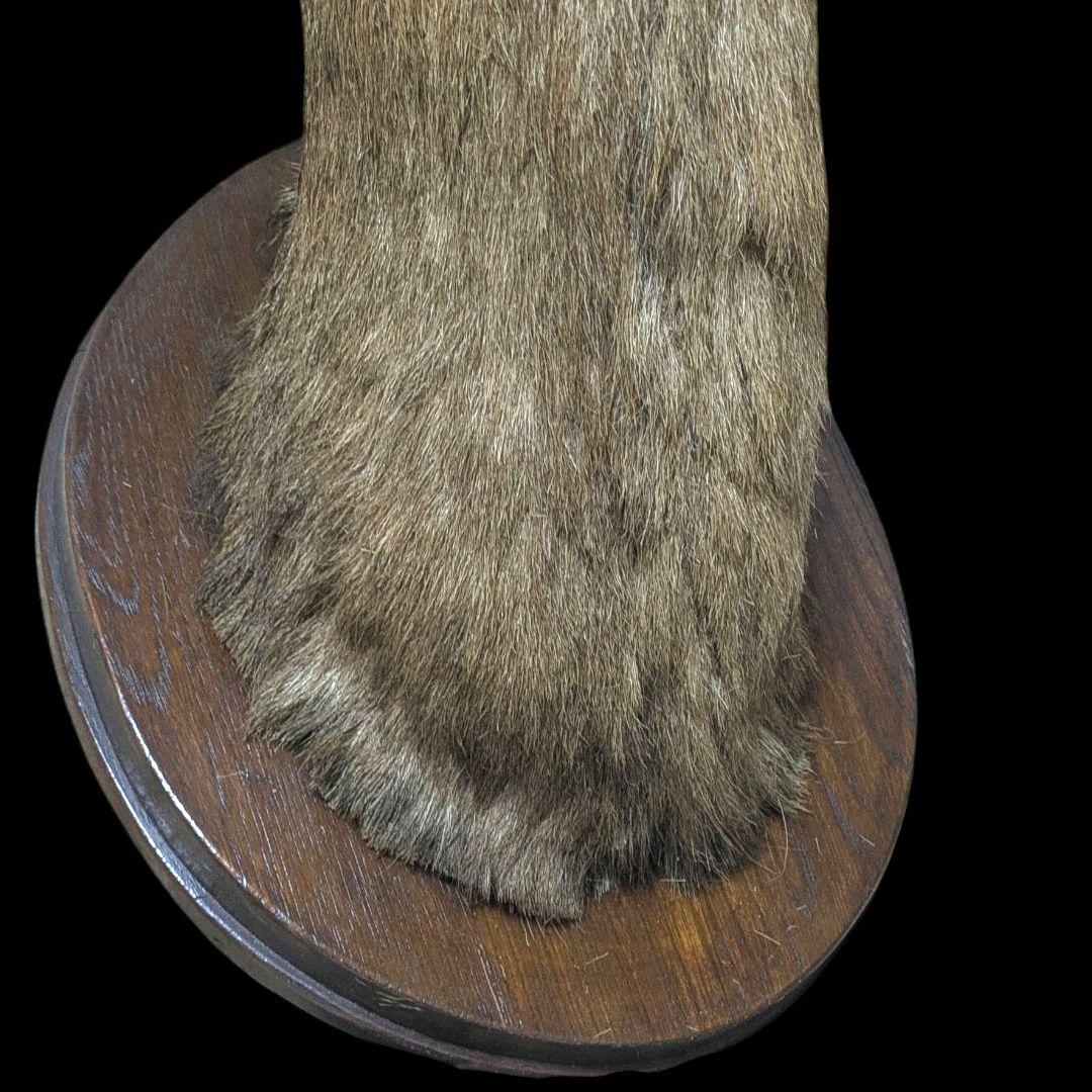 【希少・特大】オス鹿 剥製 ハンティングトロフィー 壁掛け装飾