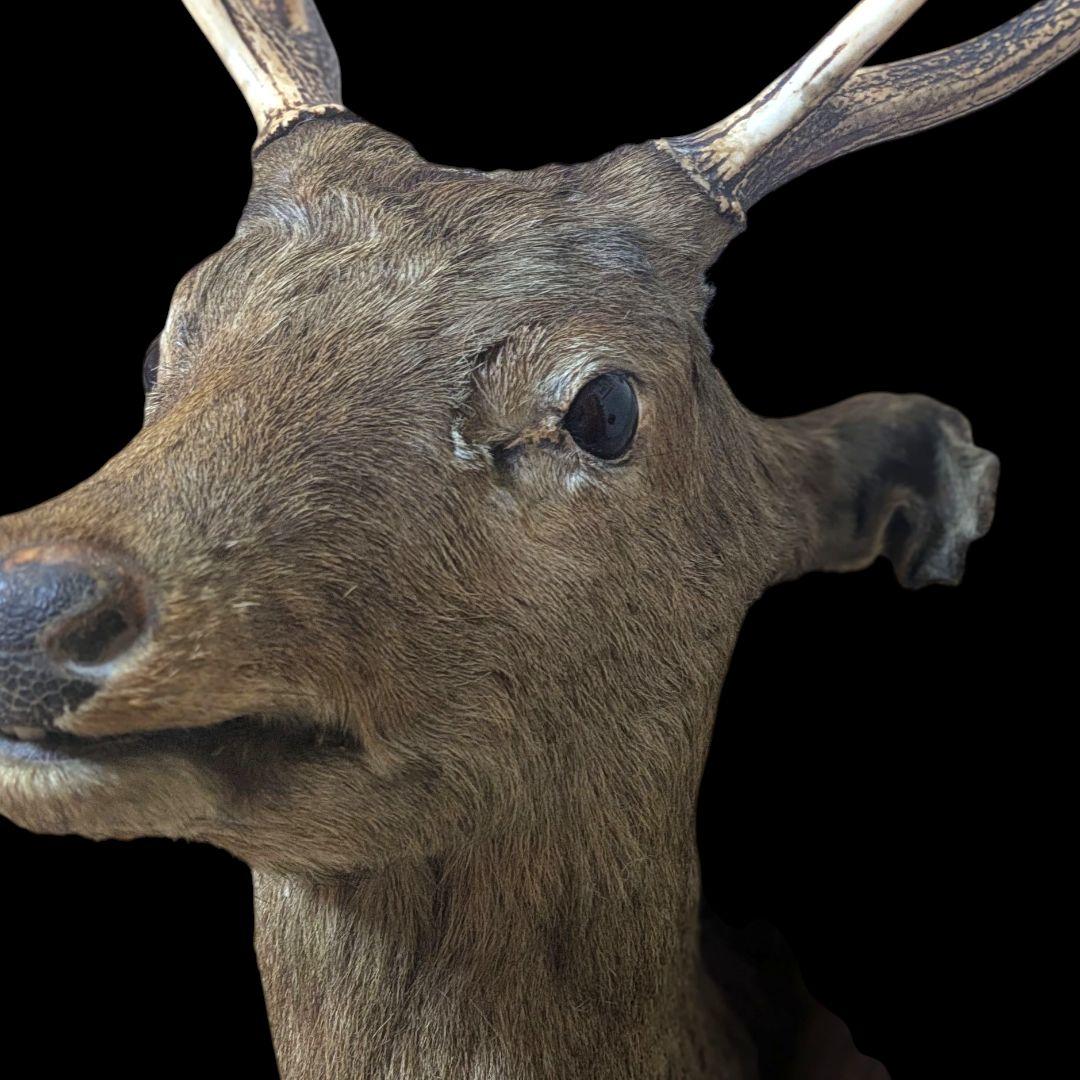 【希少・特大】オス鹿 剥製 ハンティングトロフィー 壁掛け装飾