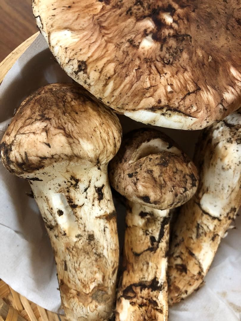 岩手県産　上物天然松茸（312.5g）②