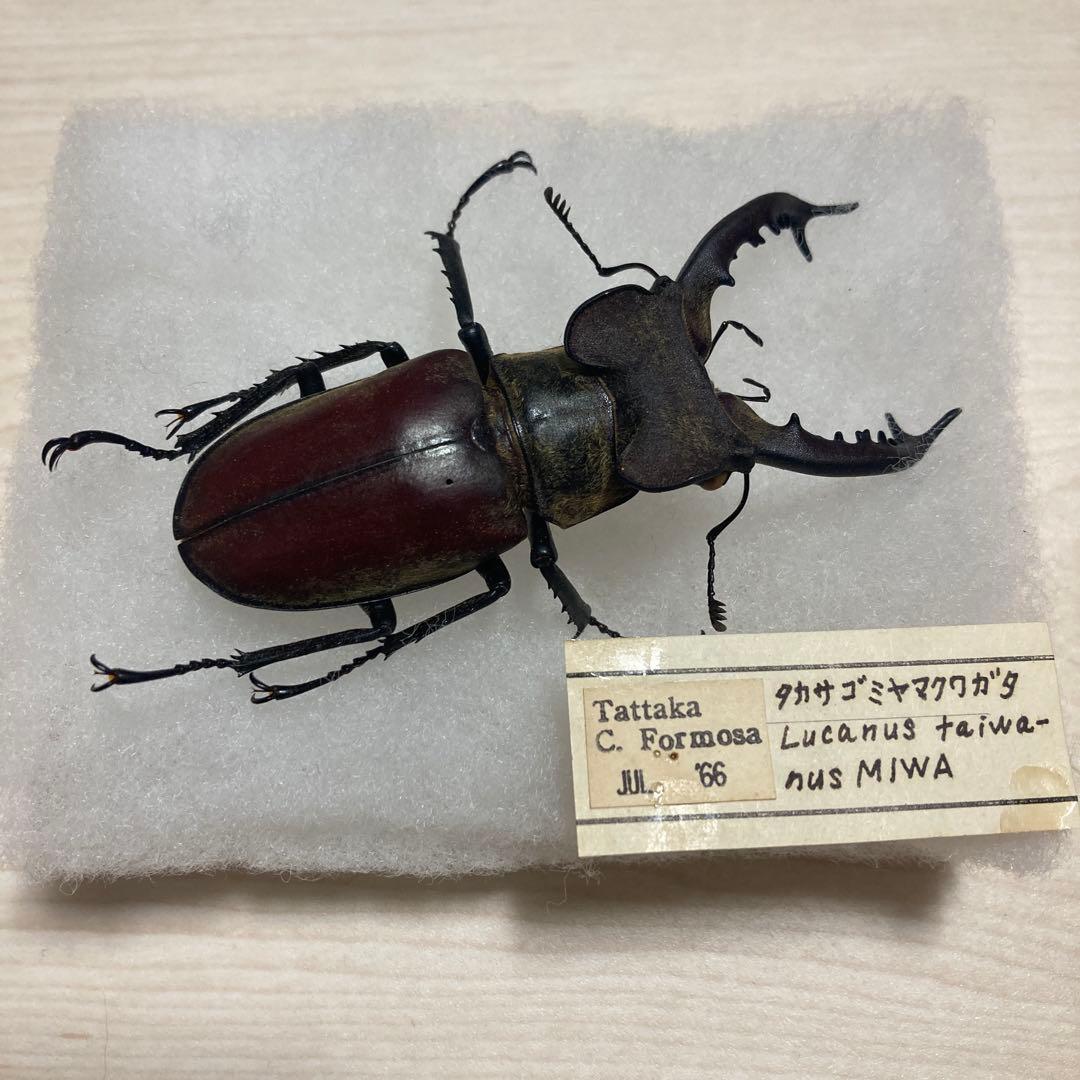 タカサゴミヤマクワガタ ♂ 標本