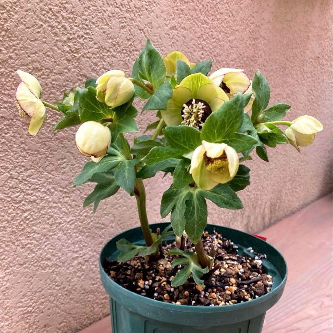 クリスマスローズ開花株 可愛いモーリー毱姫