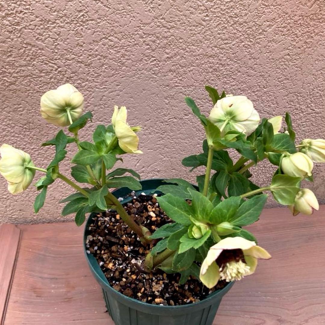 クリスマスローズ開花株 可愛いモーリー毱姫