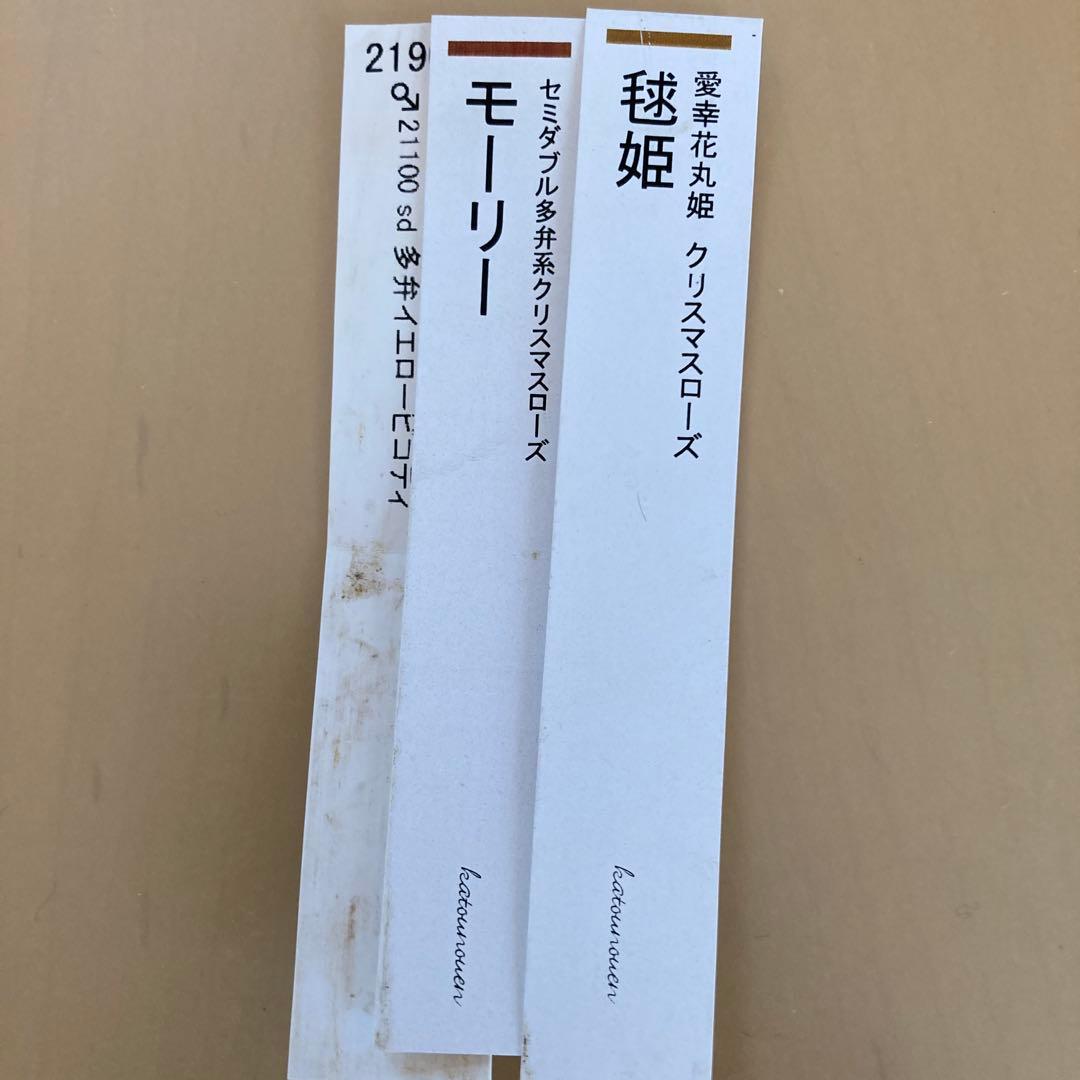 クリスマスローズ開花株 可愛いモーリー毱姫