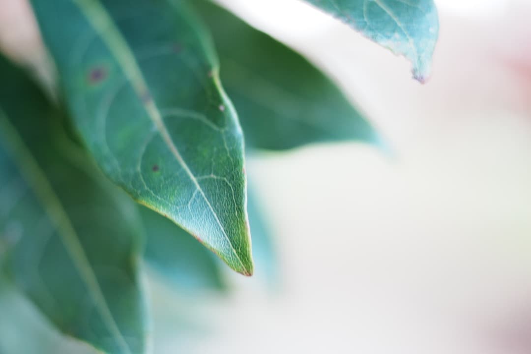 【寄れる】SONY DT 35mm F1.8 SAM SAL35F18 929