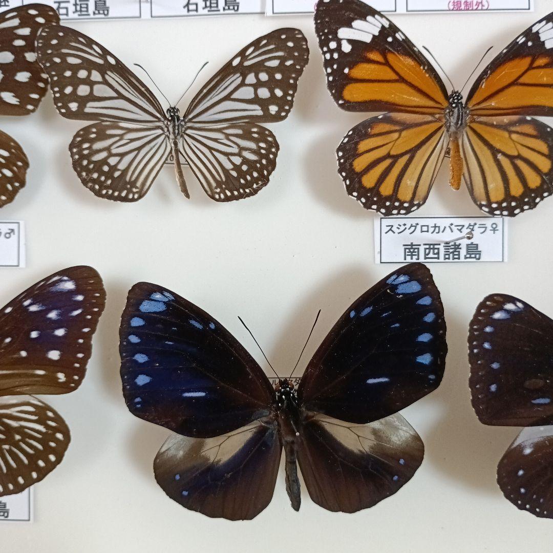 南西諸島の特産蝶47種＝希少フタオチョウ♂♀完品・コノハチョウを含む