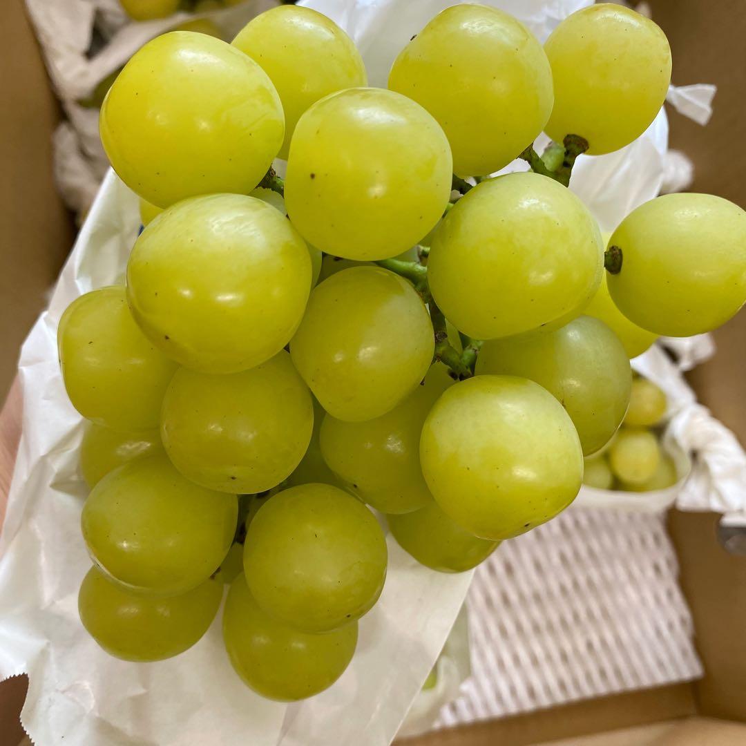 山梨県産　訳あり　家庭用　マスカサーティン　11房　箱込み5.4kg ③