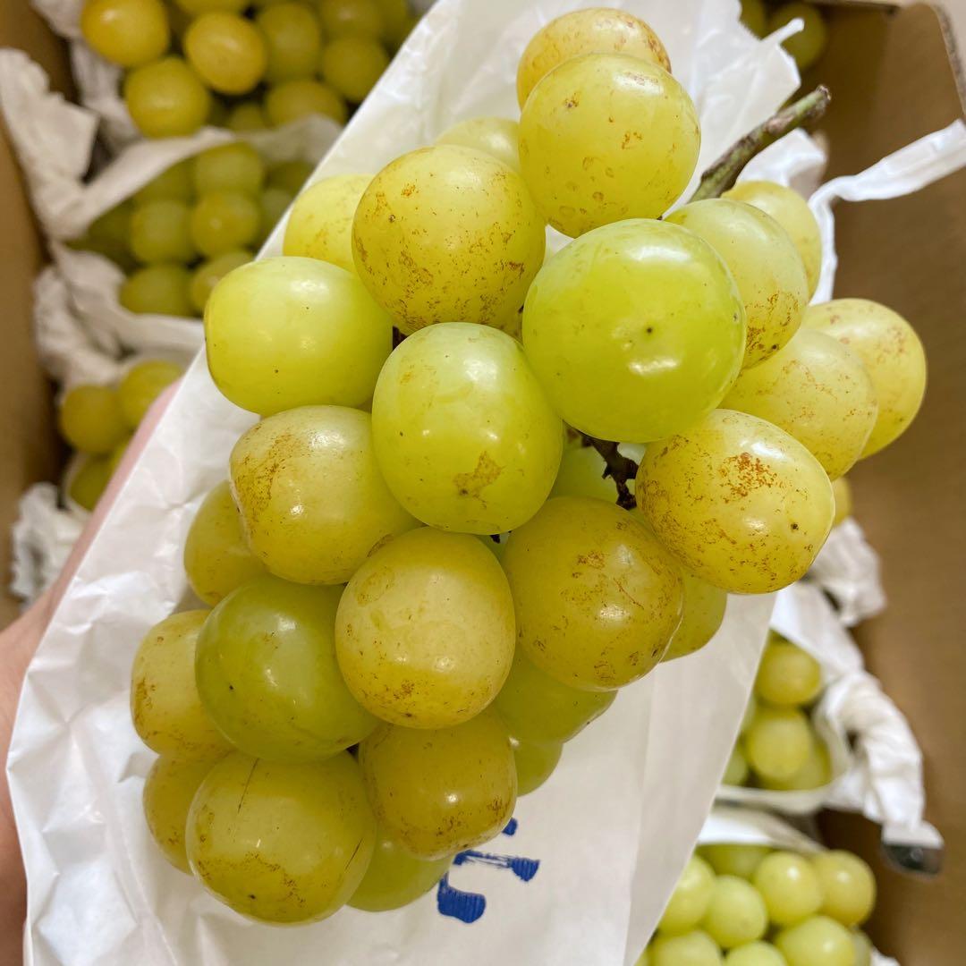 山梨県産　訳あり　家庭用　マスカサーティン　11房　箱込み5.4kg ③