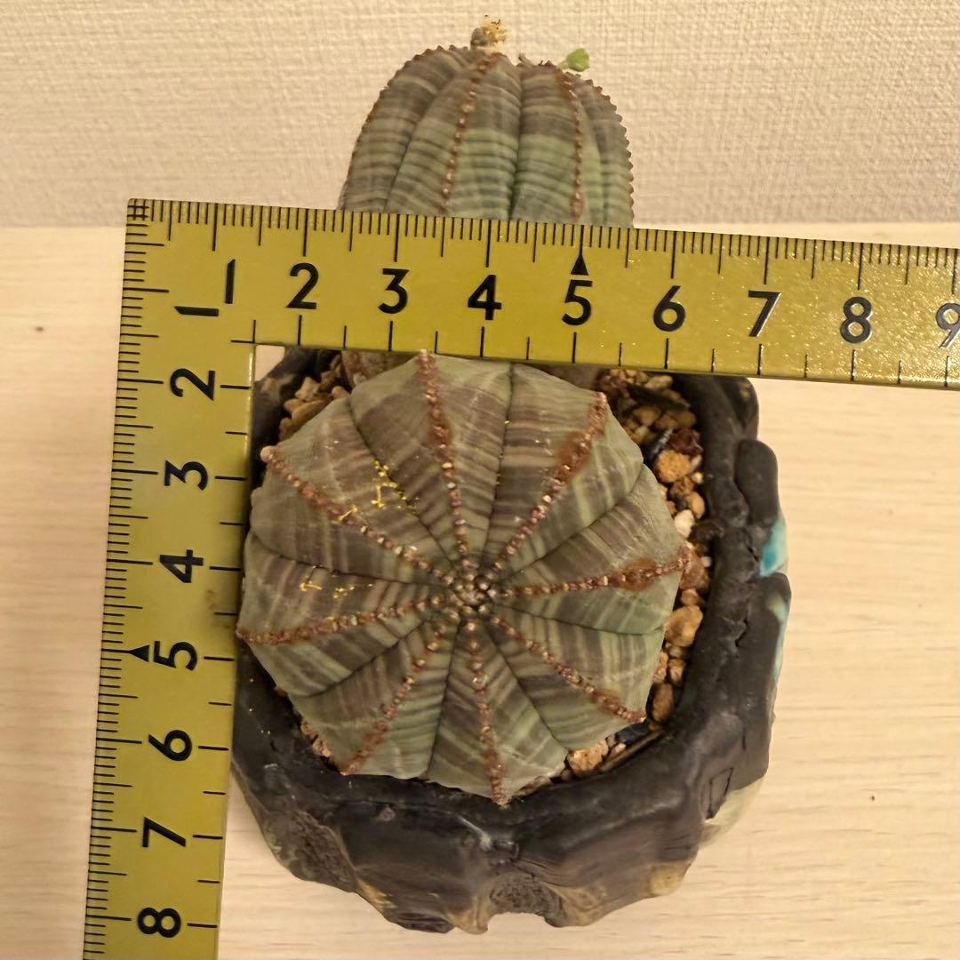 レ*君様 ユーフォルビア オベサ ダブルヘッド オールドオベサ2頭