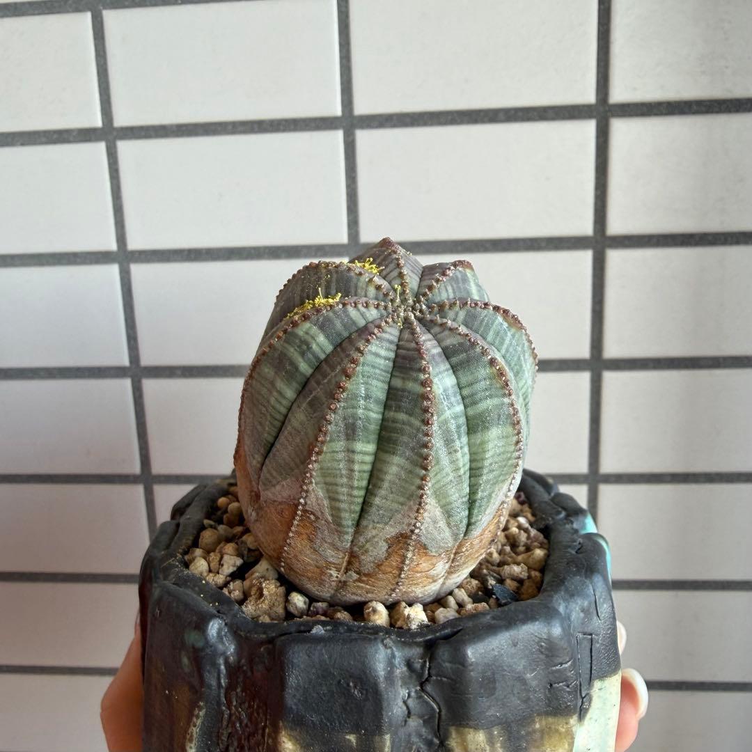 レ*君様 ユーフォルビア オベサ ダブルヘッド オールドオベサ2頭