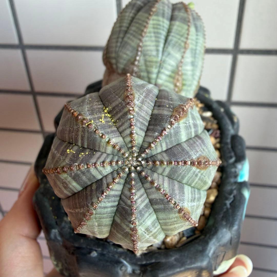 レ*君様 ユーフォルビア オベサ ダブルヘッド オールドオベサ2頭