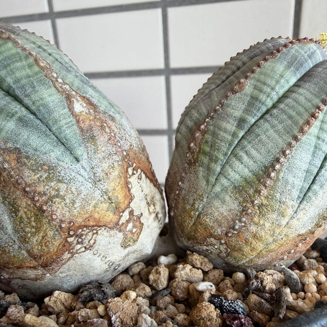 レ*君様 ユーフォルビア オベサ ダブルヘッド オールドオベサ2頭