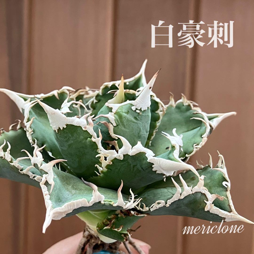 【速達】15 特選　特大　子株付き　アガべ　チタノタ　白豪刺　TC 上澳園芸