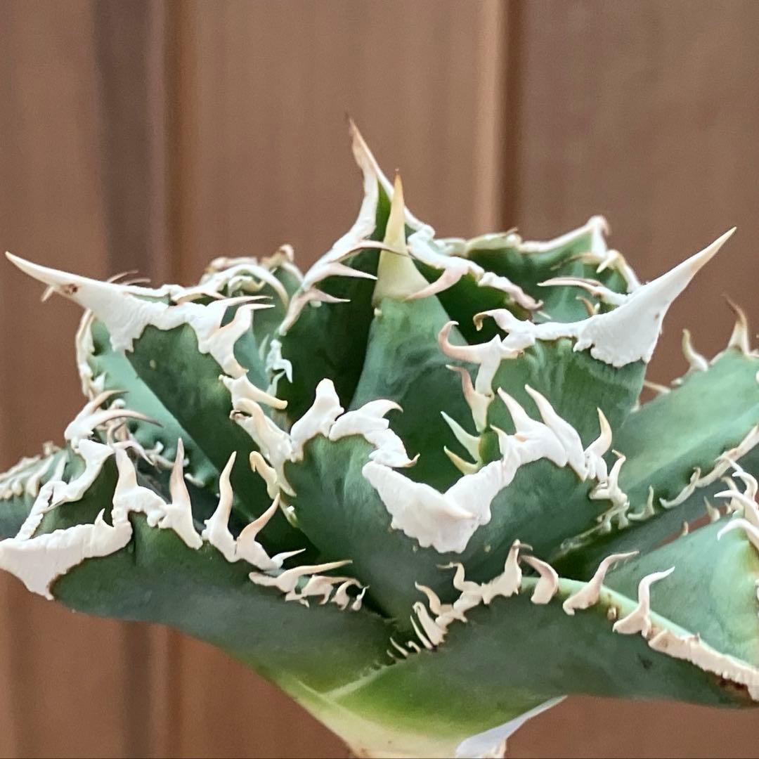 【速達】15 特選　特大　子株付き　アガべ　チタノタ　白豪刺　TC 上澳園芸