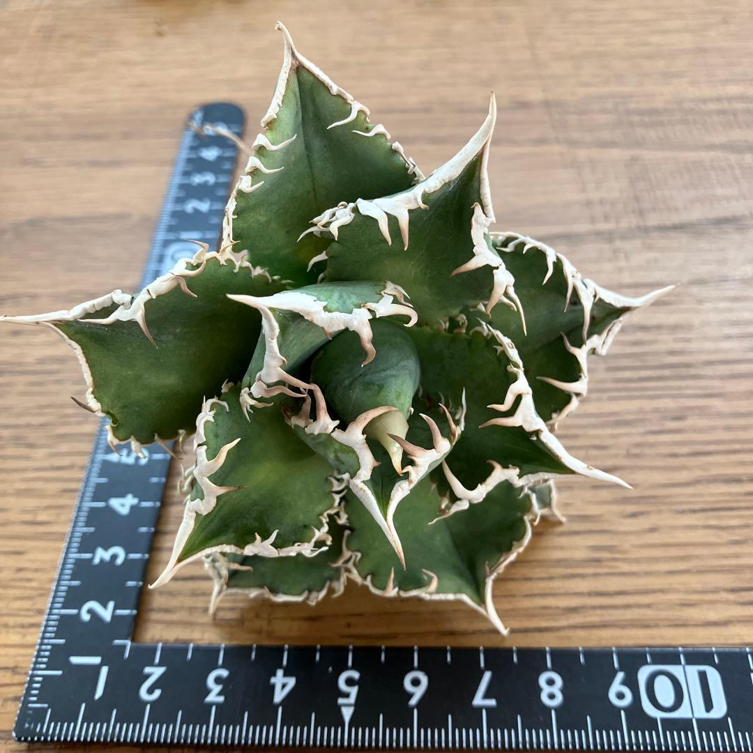 【速達】15 特選　特大　子株付き　アガべ　チタノタ　白豪刺　TC 上澳園芸