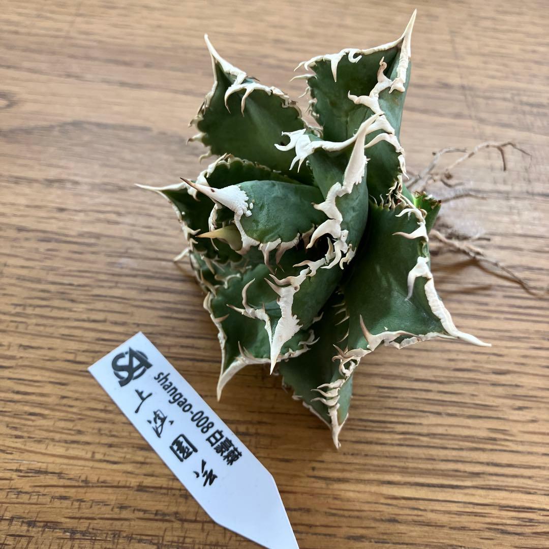 【速達】15 特選　特大　子株付き　アガべ　チタノタ　白豪刺　TC 上澳園芸