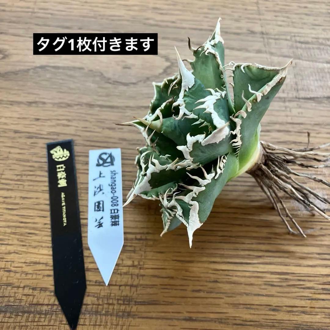 【速達】15 特選　特大　子株付き　アガべ　チタノタ　白豪刺　TC 上澳園芸