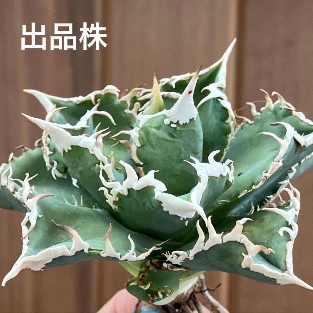 【速達】15 特選　特大　子株付き　アガべ　チタノタ　白豪刺　TC 上澳園芸