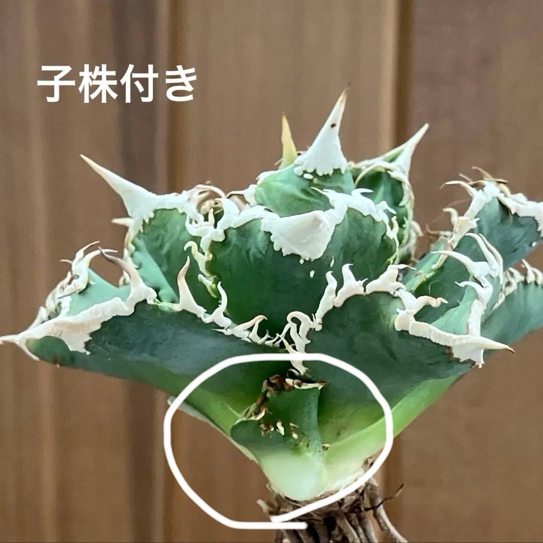 【速達】15 特選　特大　子株付き　アガべ　チタノタ　白豪刺　TC 上澳園芸