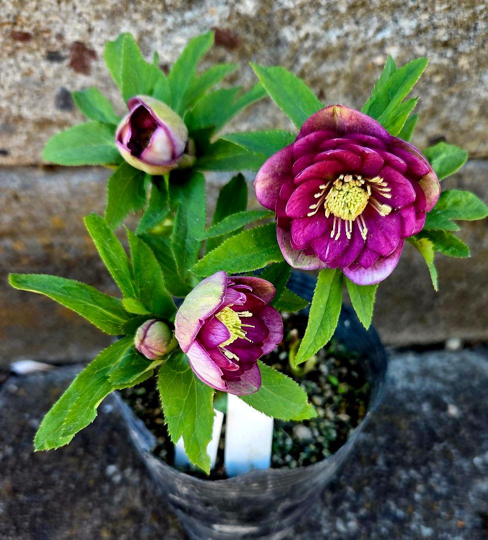 クリスマスローズ　micco