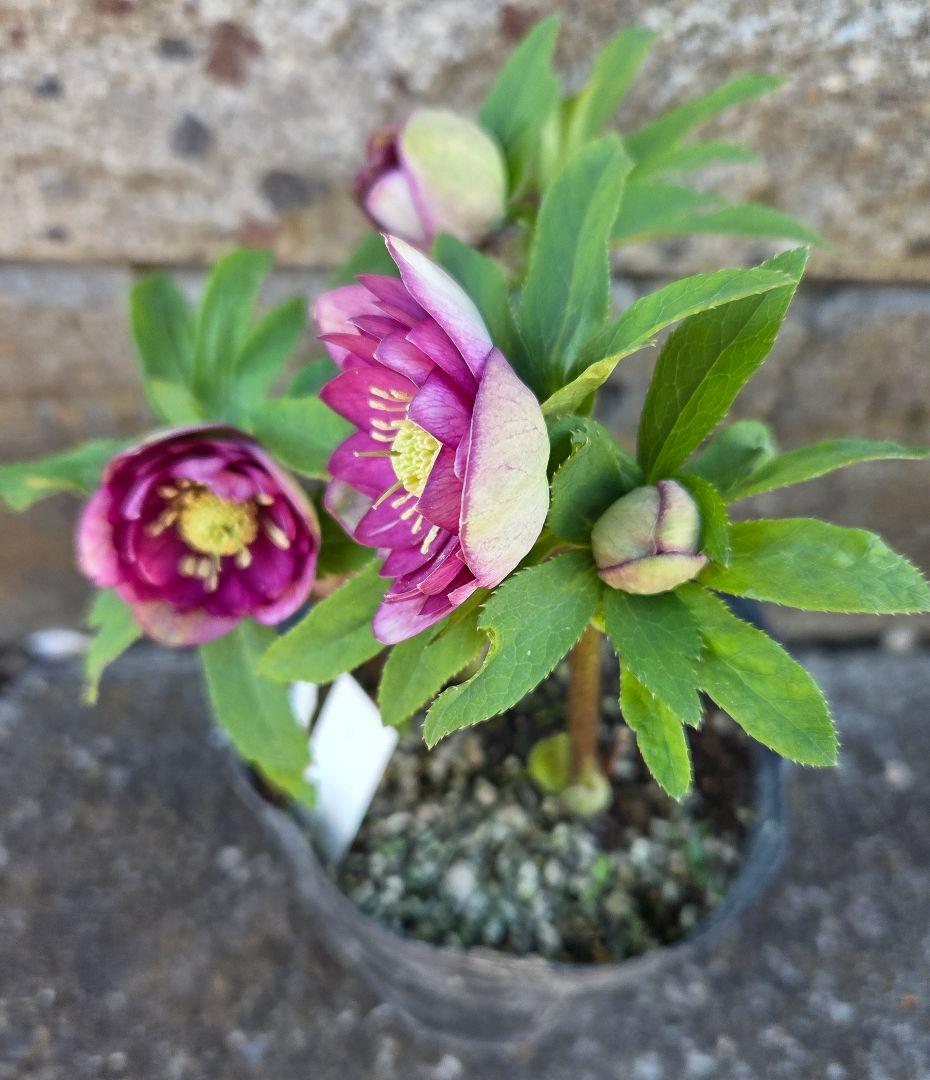 クリスマスローズ　micco