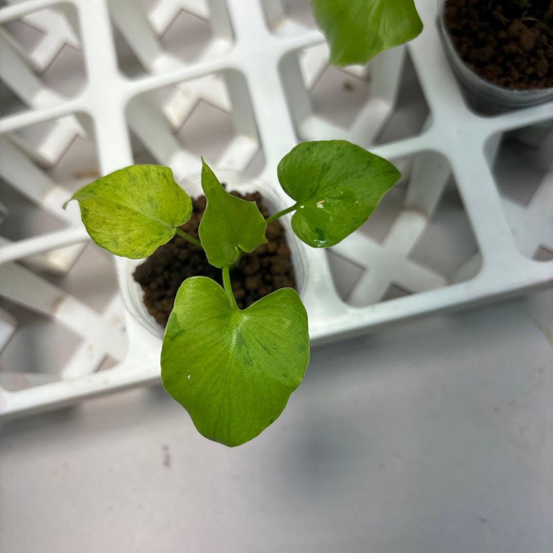 に*y様 5株セットlsw731フィロデンドロン・セローム・斑入り　希少品種　観