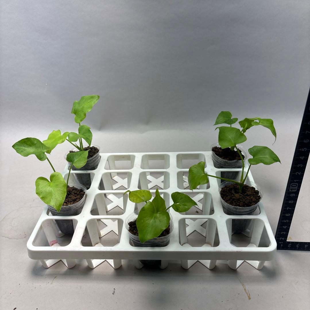 に*y様 5株セットlsw731フィロデンドロン・セローム・斑入り　希少品種　観