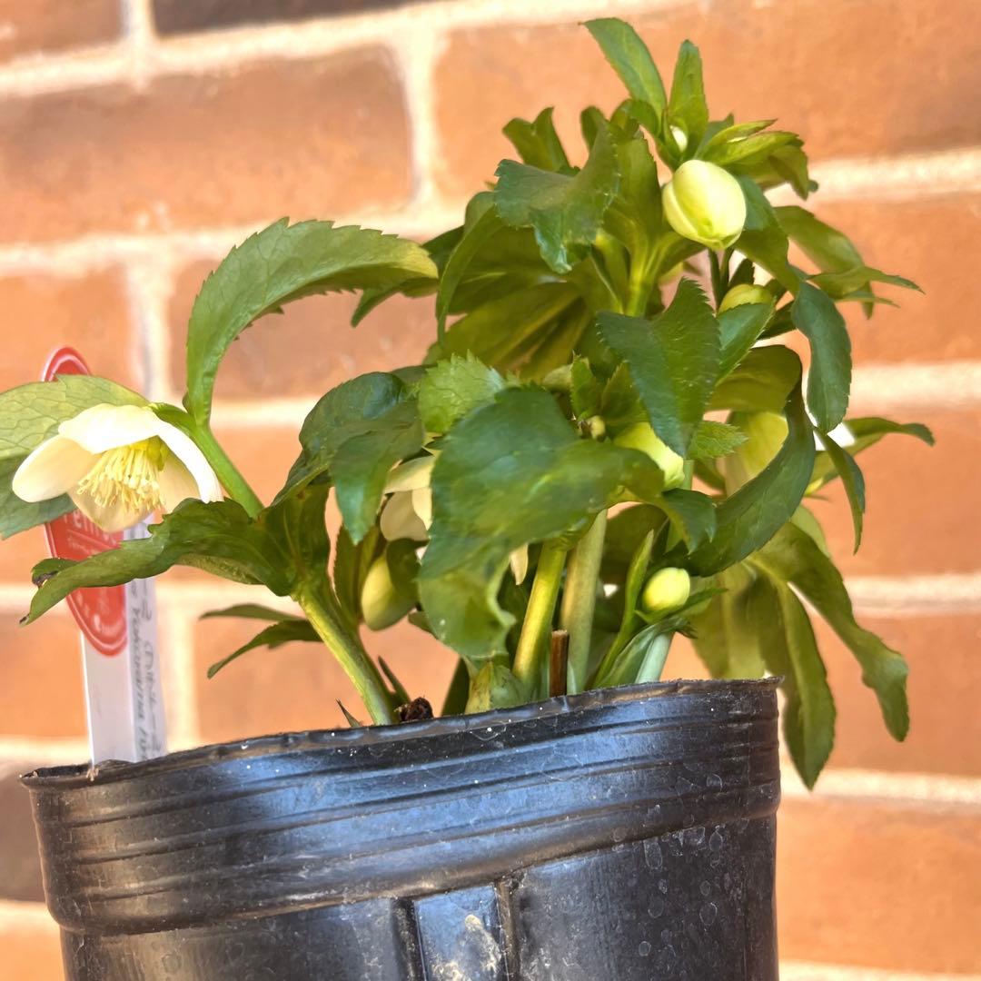 クリスマスローズ　横山園芸　ベビードール