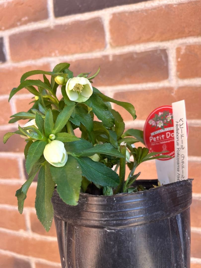 クリスマスローズ　横山園芸　ベビードール