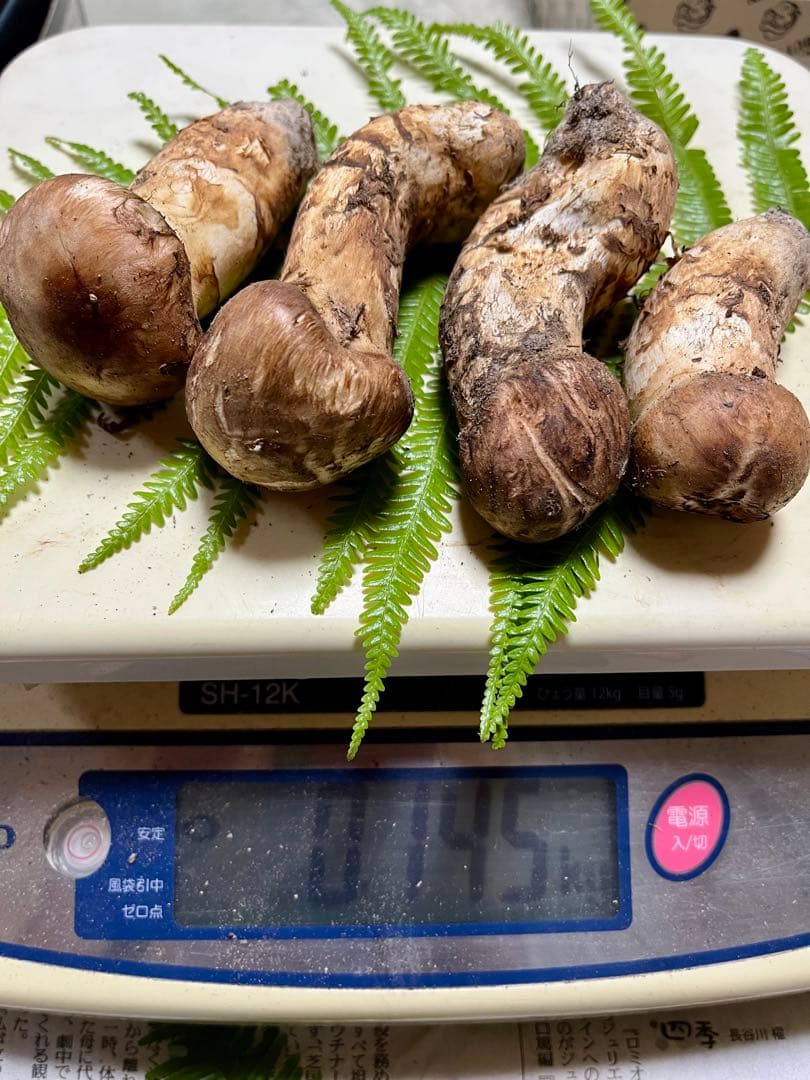 【大阪泉州産】天然松茸　採れたて良品4本145g国産