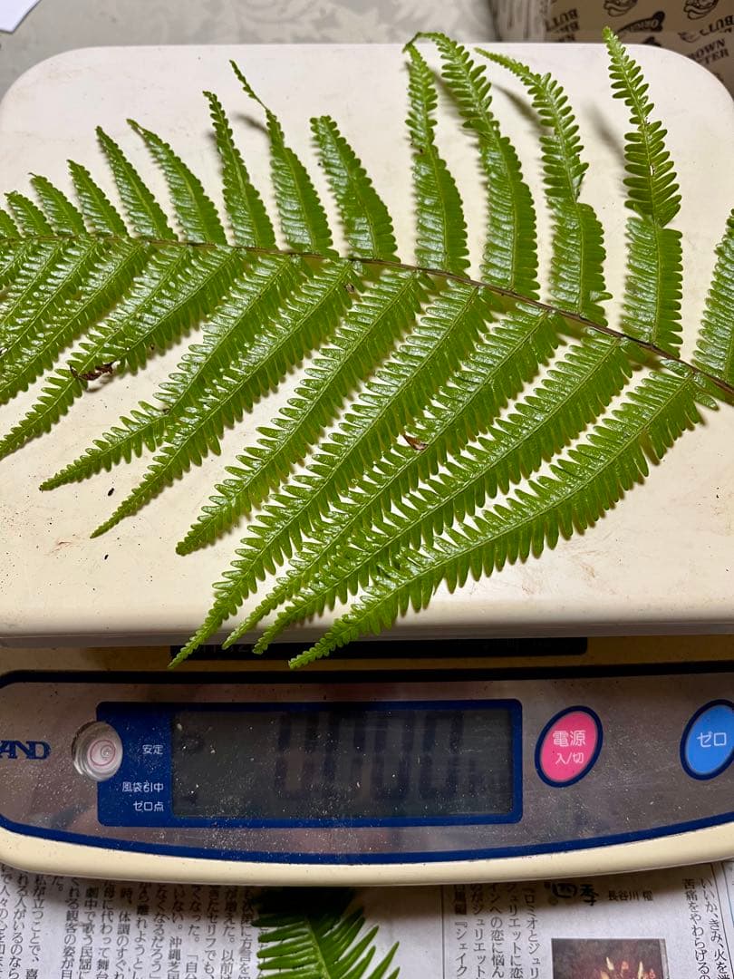 【大阪泉州産】天然松茸　採れたて良品4本145g国産